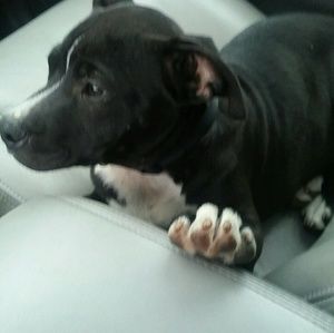 Meet your Posher, Calvin